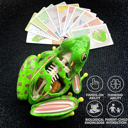LUCKY GUESS 4D Frog Anatomy Model 23-Part Puzzle with Flash Cards