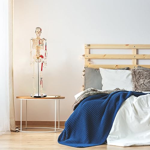 breesky Human Skeleton Model for Anatomy: Metal Stand & Removable Joints - color: Red+blue+white