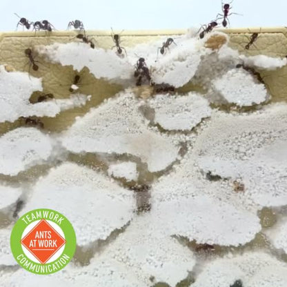 Insect Lore Ant Hill with Live Ants – Ant Habitat Kit with 50 Live Ants Included – STEM Educational Kit for Home or Classroom Observation