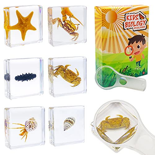 6 PCS Marine Life Specimen Set,Hermit Crab,Fiddler Crab,Starfish,Nassariidae,Sea Cucumber, Chiromantes Dehaani Resin Collection Science Toys - style: Hermit Crab, Fiddler Crab ,Starfish ,Nassariidae ,Sea Cucumber, Chiromantes Dehaani