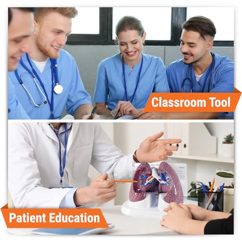 GPI Anatomicals Lung Model Set with Pathologies - style: Lung Model with Pathologies