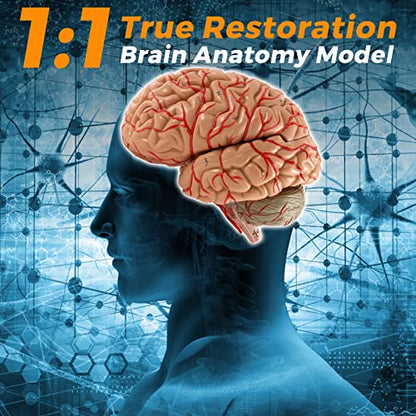 WICHEMI Human Brain Model Anatomy 8-Part Life Size Anatomical Model