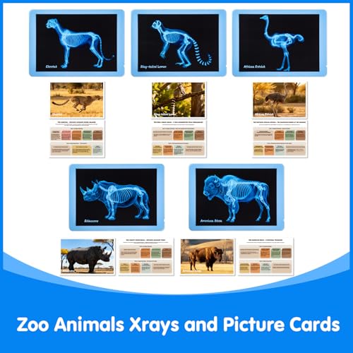 15 Pcs Zoo Animal Xrays for Kids - Light Table Manipulatives - style: Zoo Series