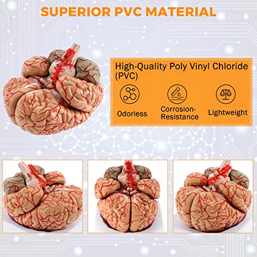 WICHEMI Human Brain Model Anatomy 8-Part Life Size Anatomical Model