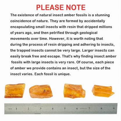 Baltic Amber Natural Fossil Insects,Insects from Millions of Years ago,True Insect Samples-Science Classroom Science Education Animal Specimens (A Amber with Insects Fossils)