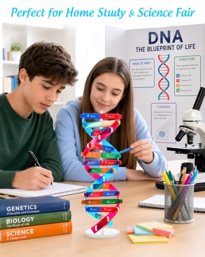 NUOBESTY DNA Model Kit Double Helix Structure Model 13 in - size: 37.00X11.60X11.60CM