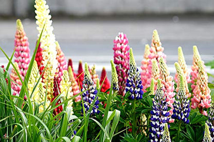 Lupine Flower Mix 50+ Seeds Bluebonnet Quaker Bonnets Wildflower Lupin Mixed Colors Seeds for Flower Garden (Pack of 2) - size: small (Pack of 2)