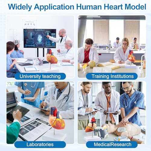 TYRRDE 2X Life Size Anatomical Heart Model – Human Heart Model Anatomy with 49 Structures, 4 Detachable Parts, Strong Magnetic Assembly, Accurate Details, on Base – for Medical Teaching & Science Learning(dark red)