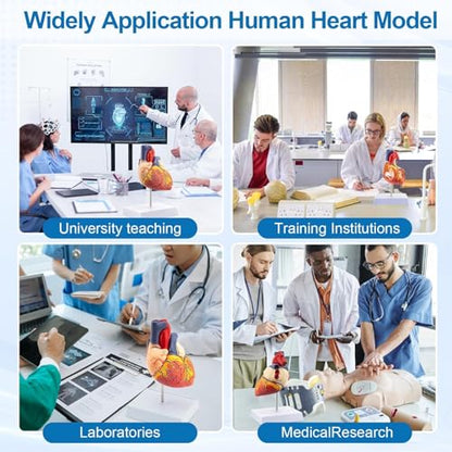 TYRRDE 2X Life Size Anatomical Heart Model – Human Heart Model Anatomy with 49 Structures, 4 Detachable Parts, Strong Magnetic Assembly, Accurate Details, on Base – for Medical Teaching & Science Learning(dark red)