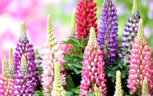 Lupine Flower Mix 50+ Seeds Bluebonnet Quaker Bonnets Wildflower Lupin Mixed Colors Seeds for Flower Garden (Pack of 2) - size: small (Pack of 2)