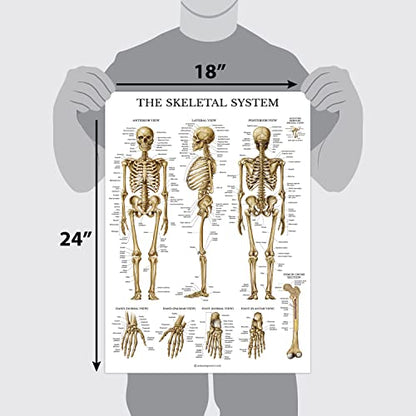Palace Learning Muscular & Skeletal System Anatomical Poster Set - LAMINATED 2 Chart Set - Human Skeleton & Muscle Anatomy - (18" x 24") - color: LAMINATED, size: 18" x 24"