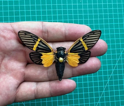 4 Real Cicada Specimens Mounted Insect Taxidermy Entomology Art Set VE80X4 - color: 4 Real Cicada #80