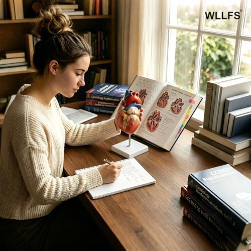 Life Size Human Heart Model, 2-Part Detachable Anatomical Heart Model with Magnets, Accurate Medical Anatomy Model for Classroom Teaching, Cardiology Study and Educational Display - size: Life Size