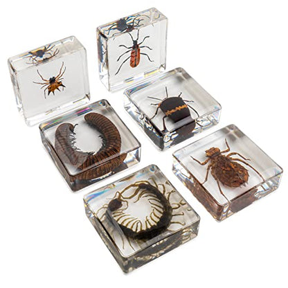 Insect Specimen Set, Bugs Collection Scientific Education Gift for Kids Aged 3-8-12 (Millipede, Centipede, Dragonfly Larvae, Tea Seed Bug, Red Longhorn Beetle, Spiny Spider) - style: Millipede, Centipede, Dragonfly Larvae, Tea Seed Bug, Red Longhorn Beetl