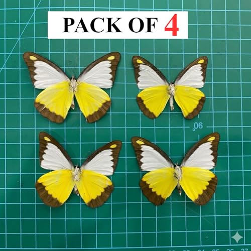4 Real Chocolate Albatross Butterfly Specimens Unmounted BUOM129X4 - color: 4 Butterfly #129