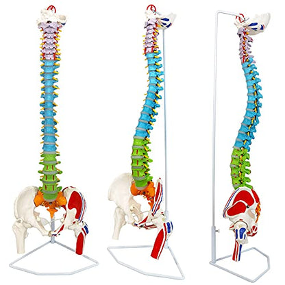 NEW HORIZON Scientific 34" Life Size Spinal Cord Model With Vertebrae, Nerves, Arteries, Lumbar Column, and Male Pelvis - Includes Stand (Good After-Sales)
