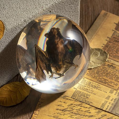 Taxidermy Bat, Real Bat Specimens Animal Specimen in Resin for Science Classroom Science Education, Great Gift for Fans of Taxidermy, Animal Skull, Oddities, Biology(Round 3.5 inch) - color: Taxidermy Bat (Semicircle 3.5 Inch)