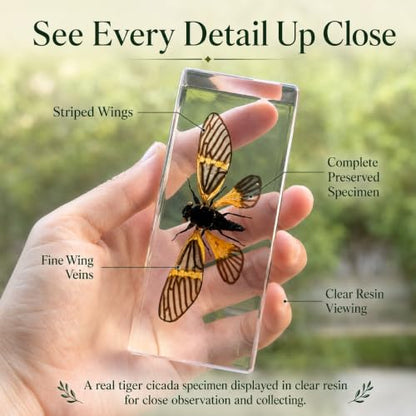 Real Insect Specimen,Taxidermy Cicada Specimen in Resin Display - color: Cicada Specimen