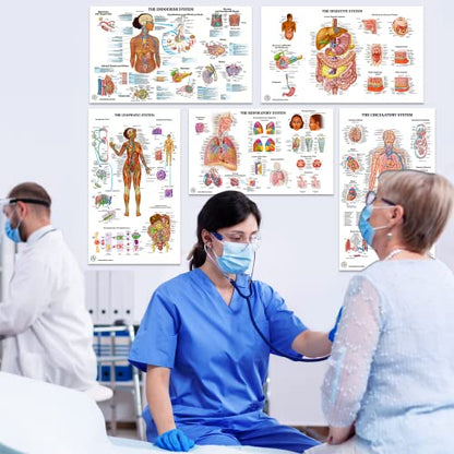 12 Human Anatomy Posters - Medical Posters 18x30 - Laminated Poster