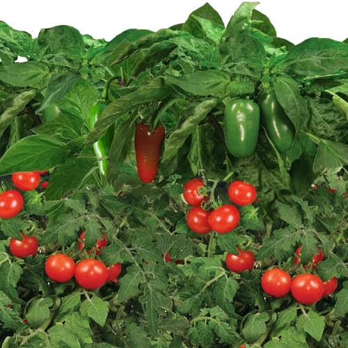 AeroGarden Salsa Garden Seed Pod Kit, 6-Pod - size: 6-pod - All AeroGardens