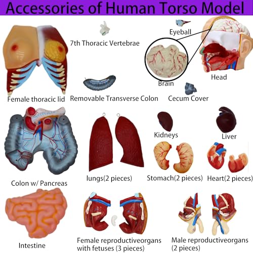 Anatomical Human Torso Body Model with 23 Removable Organs Parts 33.5in Life Size with Heart Head Skull Brain Skeleton Model for Teaching