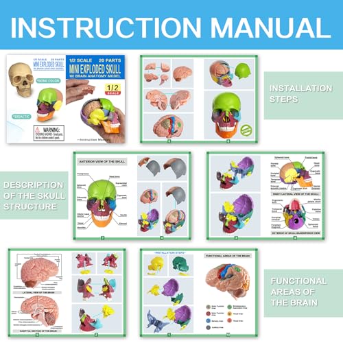 Anatomy Skull Model 15+5 Parts Human Color Exploded Skull Detachable