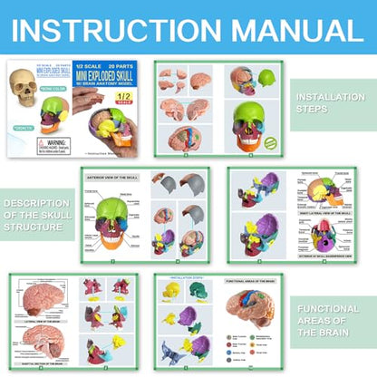 Anatomy Skull Model 15+5 Parts Human Color Exploded Skull Detachable