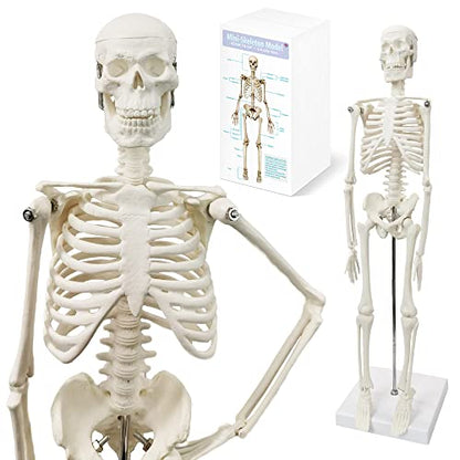 HADWYN Full Body 17.7" High Human Body Skeleton Model for Anatomy