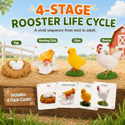 Montessori Life Cycle Animal Figures with Flash Cards, Lifelike Animal Growth Cycle Biological Model Set (Rooster) - style: Rooster