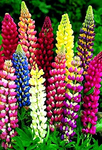 Lupine Flower Mix 50+ Seeds Bluebonnet Quaker Bonnets Wildflower Lupin Mixed Colors Seeds for Flower Garden - size: small
