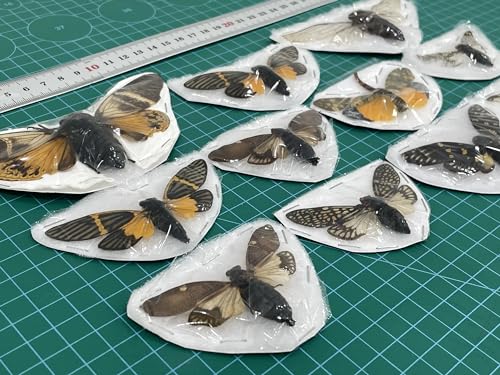 10 Real Mounted Insect Specimens Shadow Box Cicada Beetle Scorpion VESET7 - color: 10 Real Cicada