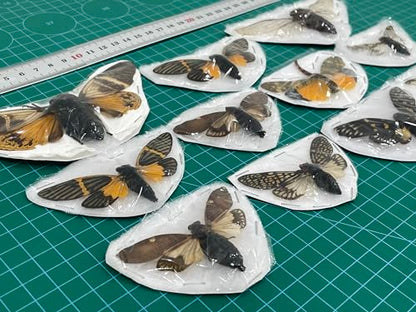 10 Real Mounted Insect Specimens Shadow Box Cicada Beetle Scorpion VESET7 - color: 10 Real Cicada