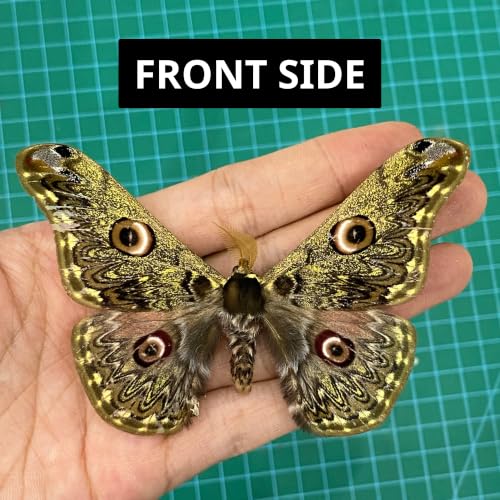 Real Caligula Anna Moth Unmounted Open Wings Taxidermy Specimen Art BU-133 - color: 1 Butterfly #133