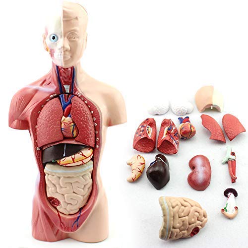 Human Torso Anatomy Model – Removable Organs, Heart, Brain, Lungs – Medical Educational Tool for Students, Teachers, Healthcare Professionals