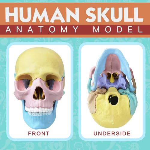NEW HORIZON Human Anatomy Skull Model 17 Parts,Detachable Palm Sized Mini Human Medical Skull Model, Medical Clinic Teaching Equipment,with Detailed Manual