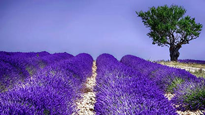 Lavender Seeds for Planting Herb Garden About 100 Seeds Spring or Fall Planting