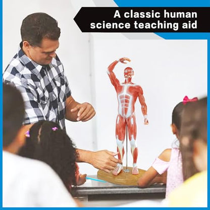 Miniature Human Muscle Anatomical Model - 1/3 Life-Size Numbered