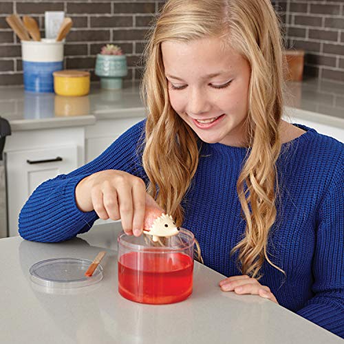 MindWare Crystal Growing Kits: Hedgehogs Warm Colors Set of 2 – Cute DIY Crystal Growing Kits for Kids & Teens – Mini Science Experiment – Crystals Grow in 24 Hours - style: Hedgehog