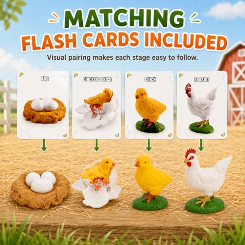 Montessori Life Cycle Animal Figures with Flash Cards, Lifelike Animal Growth Cycle Biological Model Set (Rooster) - style: Rooster