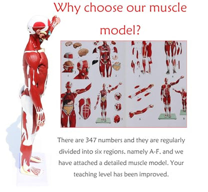 Anatomical Human Muscular Figure Model with 347 Number with 27 Removable Parts Muscle Organ Model Training Manikin Model for Teaching 33.5'' Tall,1/2 lifesize