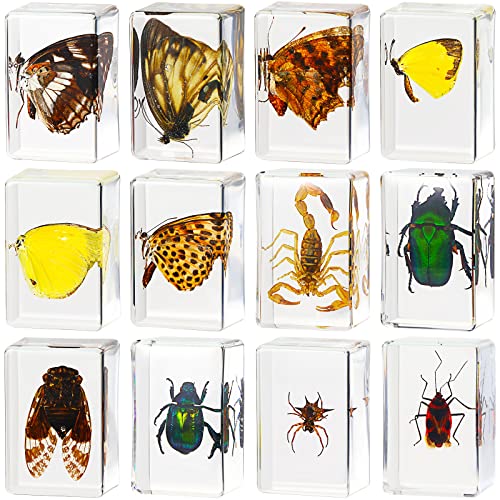 12 Pcs Insect Specimens for Kids Bug Collection Kit, Butterfly - style: Butterfly