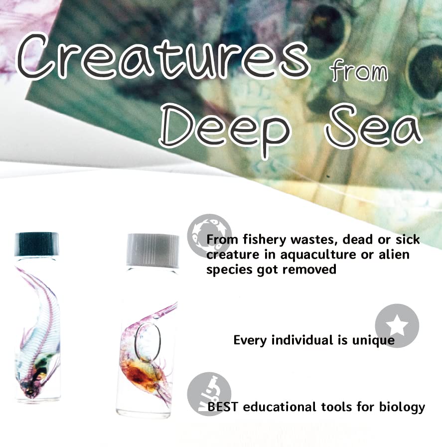 DIY Transparent Specimen Kit, Fish - style: DIY Kit, Fish