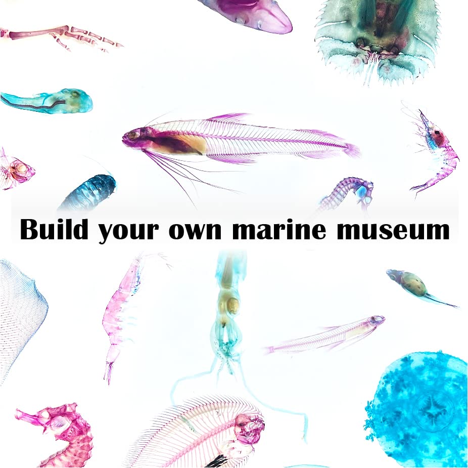 Diaphonized/Transparent Specimen, Deep sea Fish of West Pacific, Codlet - style: Deep sea Fish, Codlet Fish