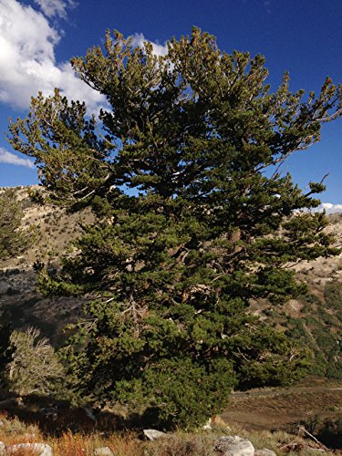 Whitebark Pine | Tree Seed Grow Kit | The Jonsteen Company