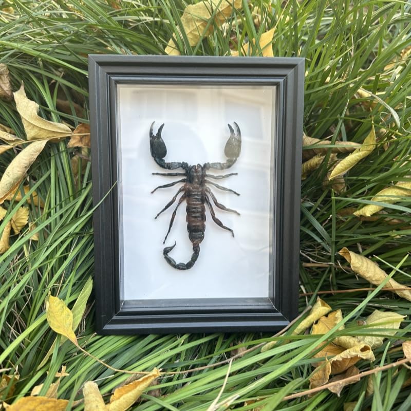 Real Scorpion Specimen - Mounted in a Frame