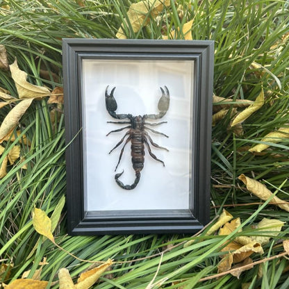 Real Scorpion Specimen - Mounted in a Frame
