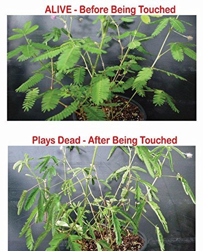 Zombie Plant Seeds with Free Book. The Zombie Plant Plays Dead When Touched. 20 Fun Science Activity Projects. Grow Your Own Zombie Plant Indoors - Includes 3 Seed Packets.