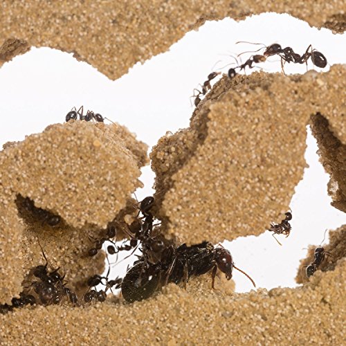 Sand Ant Farm Big - Anthill, Formicarium, Educational, Ants -