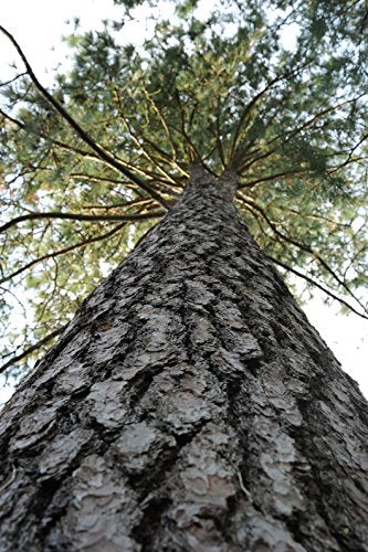 Ponderosa Pine | Tree Seed Grow Kit | The Jonsteen Company
