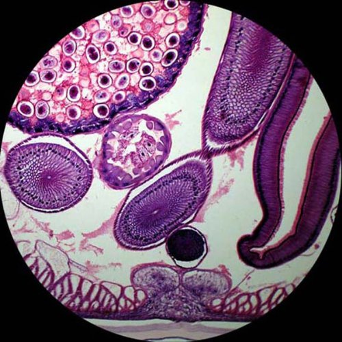 AmScope PS100A Prepared Microscope Slide Set, 100 Slides Set A - style: PS100A